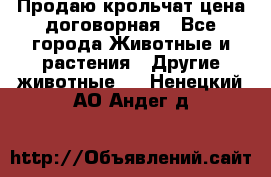 Продаю крольчат цена договорная - Все города Животные и растения » Другие животные   . Ненецкий АО,Андег д.